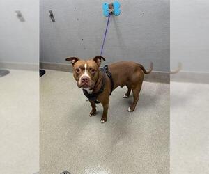 American Pit Bull Terrier-Unknown Mix Dogs for adoption in Las Vegas, NV, USA