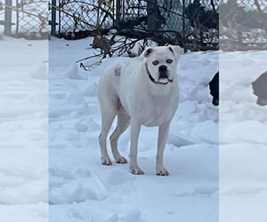 Boxer-Unknown Mix Dogs for adoption in Westminster, MD, USA