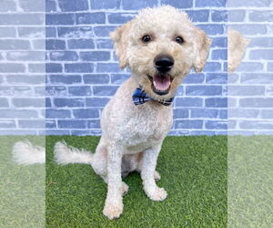 Poodle (Miniature)-Unknown Mix Dogs for adoption in Corona, CA, USA