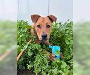 Labrador Retriever-Unknown Mix Dogs for adoption in Woodland, CA, USA