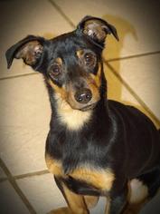 Chiweenie Dogs for adoption in Cochran, GA, USA
