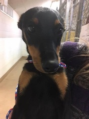 Miniature Pinscher Dogs for adoption in Canon City, CO, USA