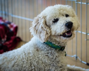 Poodle (Miniature)-Unknown Mix Dogs for adoption in See Website, CA, USA