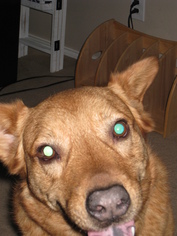 Labrador Retriever Dogs for adoption in Devine, TX, USA