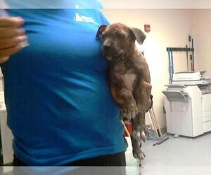 Plott Hound Dogs for adoption in Fayetteville, NC, USA