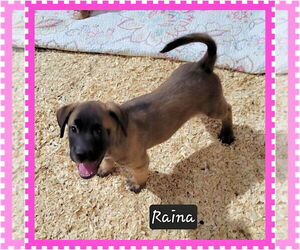 Mutt Dogs for adoption in Granbury, TX, USA