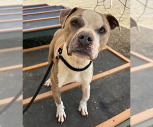 American Pit Bull Terrier-Unknown Mix Dogs for adoption in Palmetto, FL, USA