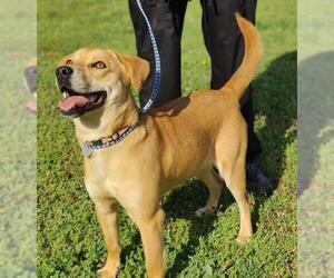 Labbe Dogs for adoption in Talladega, AL, USA