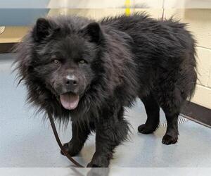 Chow Chow Dogs for adoption in Denver, CO, USA