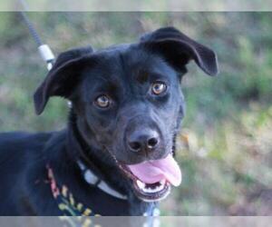 Borador Dogs for adoption in Cookeville, TN, USA