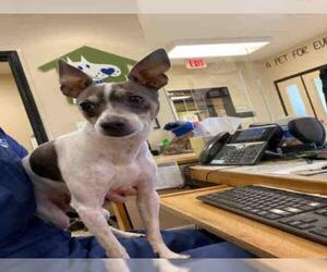 Rat Terrier Dogs for adoption in Georgetown, TX, USA