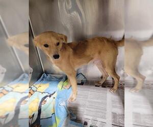 Chihuahua-Unknown Mix Dogs for adoption in Bakersfield, CA, USA