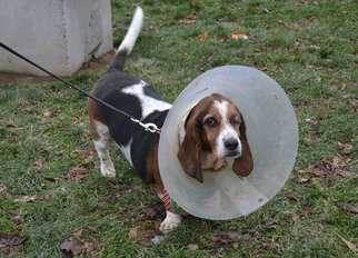 Basset Hound Dogs for adoption in Akron, OH, USA