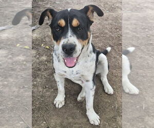 Beabull Dogs for adoption in Dana Point, CA, USA