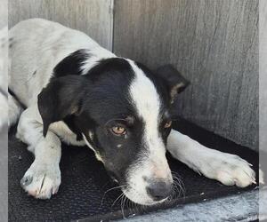 Mutt Dogs for adoption in San Antonio, TX, USA