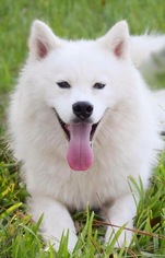 Huskimo Dogs for adoption in Jupiter, FL, USA