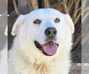 Labrenees Dogs for adoption in Albuquerque, NM, USA