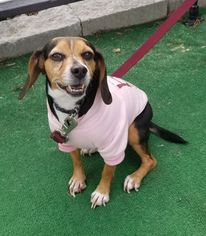 Beagle Dogs for adoption in Perth Amboy, NJ, USA