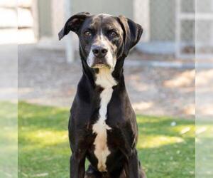 Pointer-Unknown Mix Dogs for adoption in Camarillo, CA, USA