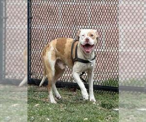 American Staffordshire Terrier-Unknown Mix Dogs for adoption in San Antonio, TX, USA