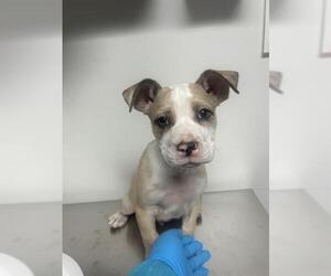 American Pit Bull Terrier-Unknown Mix Dogs for adoption in Bakersfield, CA, USA