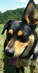 Mutt Dogs for adoption in Paw Paw, WV, USA