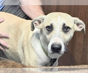 Labrador Retriever Dogs for adoption in Houston, TX, USA
