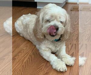 Lha-Cocker Dogs for adoption in Westminster, MD, USA