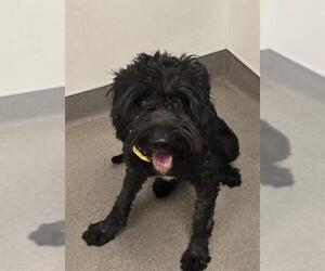 Schnoodle (Giant) Dogs for adoption in HESPERIA, CA, USA