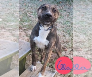 Mountain Cur Dogs for adoption in Franklin, TN, USA