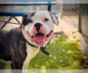 Bulldog-Unknown Mix Dogs for adoption in Orlando, FL, USA