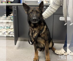 German Shepherd Dog-Unknown Mix Dogs for adoption in Washington, DC, USA