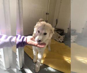 Great Pyrenees-Unknown Mix Dogs for adoption in Santa Cruz, CA, USA