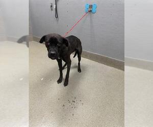 Labrador Retriever-Unknown Mix Dogs for adoption in Las Vegas, NV, USA