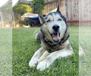 - Mix Dogs for adoption in Santa Barbara, CA, USA