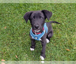 Labrador Retriever-Unknown Mix Dogs for adoption in San Clemente, CA, USA