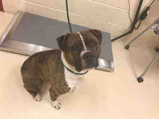 Bullboxer Pit Dogs for adoption in Center Township, PA, USA