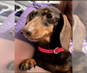 Dachshund Dogs for adoption in Sioux Falls, SD, USA