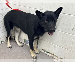 German Shepherd Dog-Unknown Mix Dogs for adoption in San Bernardino, CA, USA