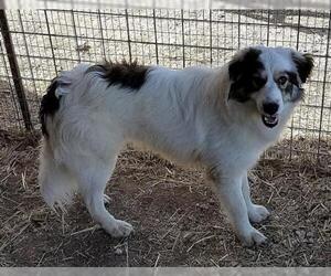 Medium Photo #259 Border Collie-Great Pyrenees Mix Puppy For Sale in Whitewright, TX, USA