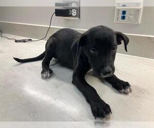 American Pit Bull Terrier-Labrador Retriever Mix Dogs for adoption in Baytown, TX, USA