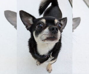 Chiranian Dogs for adoption in Sanford, FL, USA