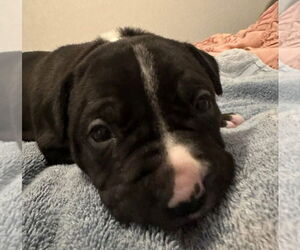 Collie-Labrador Retriever Mix Dogs for adoption in OKLAHOMA CITY, OK, USA