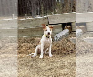Australian Shepherd-Unknown Mix Dogs for adoption in Denver , CO, USA