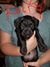 Medium Photo #1 Dachshund-Unknown Mix Puppy For Sale in Minneapolis, MN, USA
