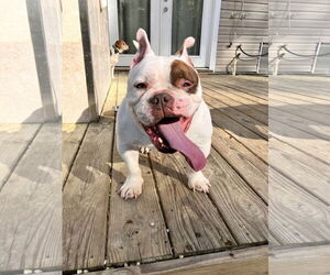 Bulldog Dogs for adoption in Virginia Beach, VA, USA
