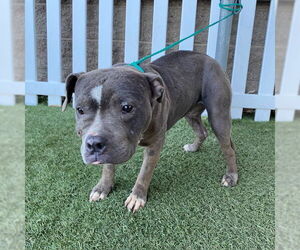 American Pit Bull Terrier Dogs for adoption in Modesto, CA, USA