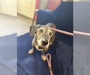 Basschshund Dogs for adoption in Oakhurst, NJ, USA