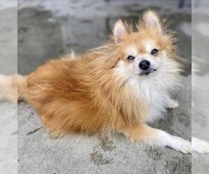 Pomeranian Dogs for adoption in Roanoke, VA, USA