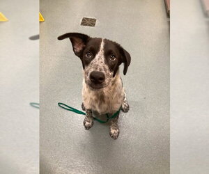 Border Collie-Unknown Mix Dogs for adoption in Baytown, TX, USA